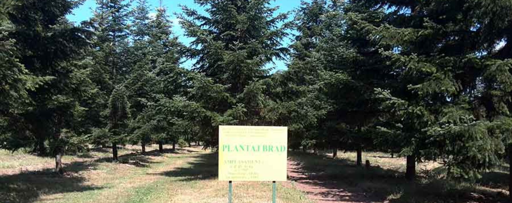 Dâmboviţa: Direcţia Silvică va realiza împăduriri pe 18 hectare în campania de primăvară