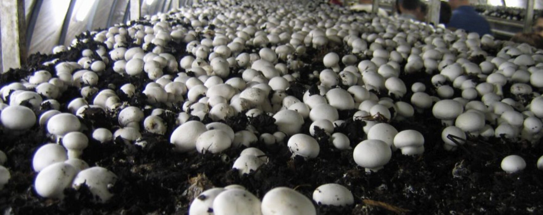 Se caută culegători de ciuperci în Irlanda, salariu 8,65 euro/oră