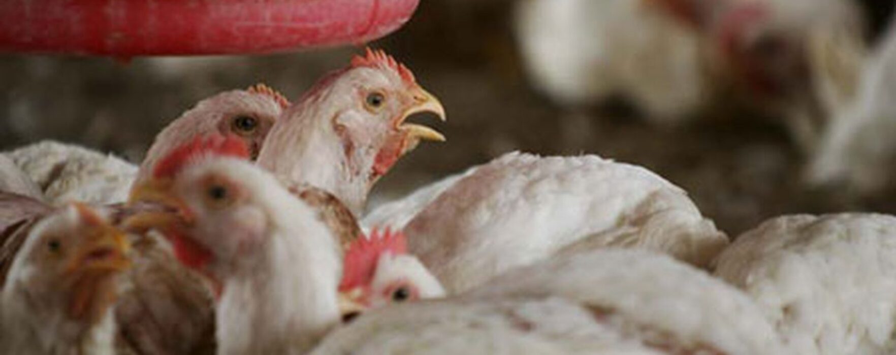 Dâmboviţa: Focar de salmonella la o fermă de găini; 48.000 de păsări vor fi incinerate