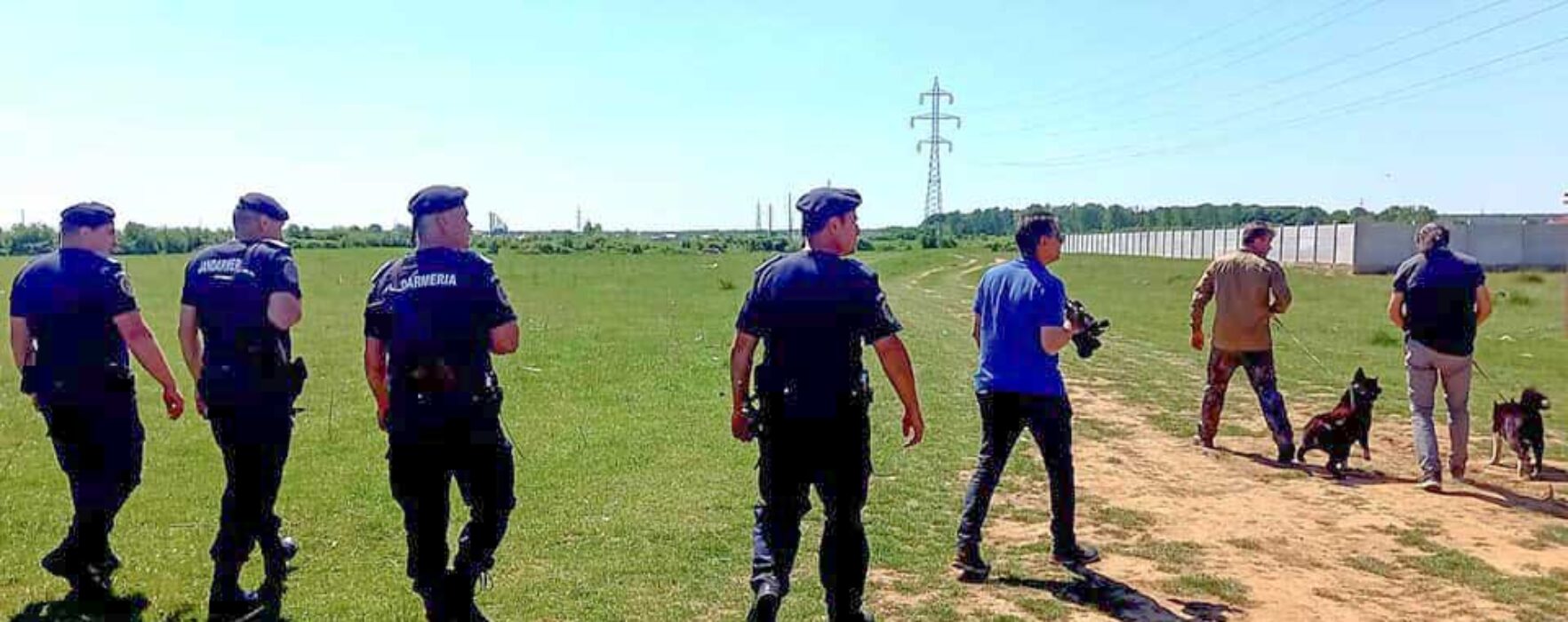 Jandarmeria Dâmboviţa: Au fost sistate acţiunile de căutare a leului în Târgovişte