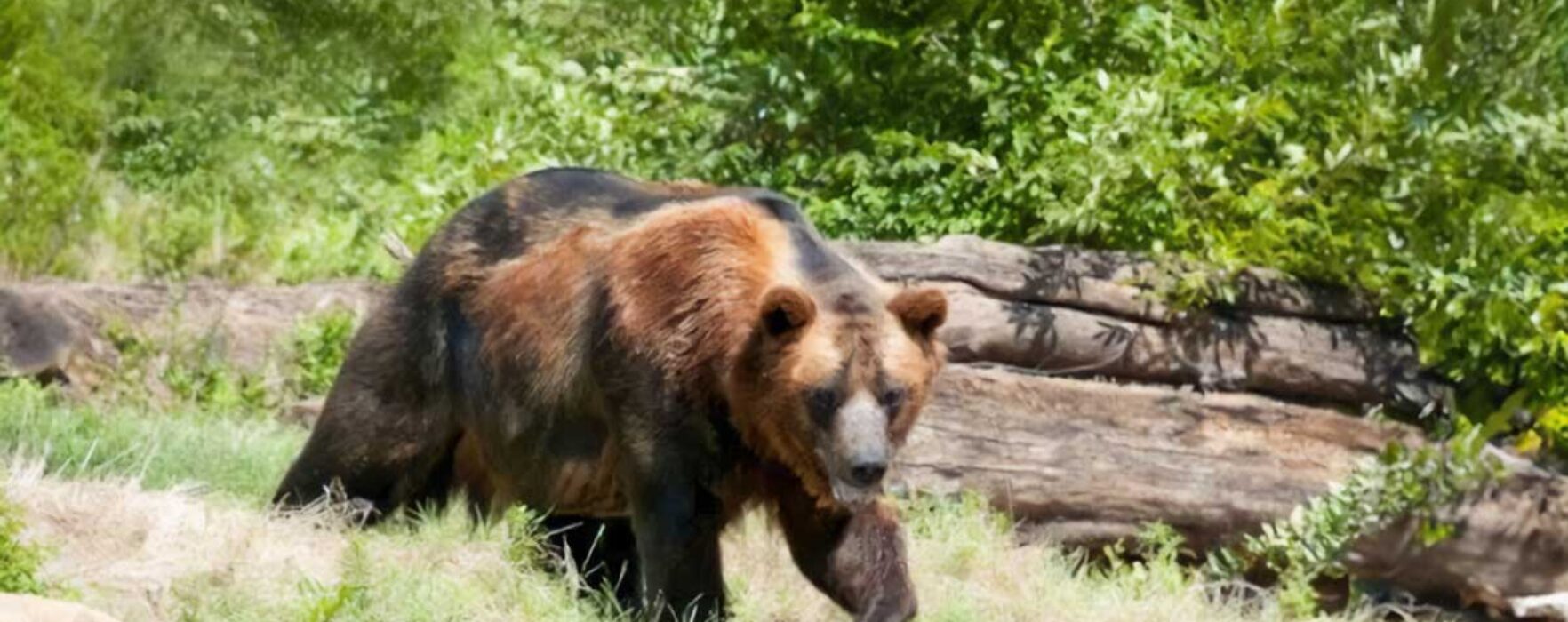 Dâmboviţa: Un vânător a fost atacat de un urs şi s-a apărat împuşcând mortal animalul