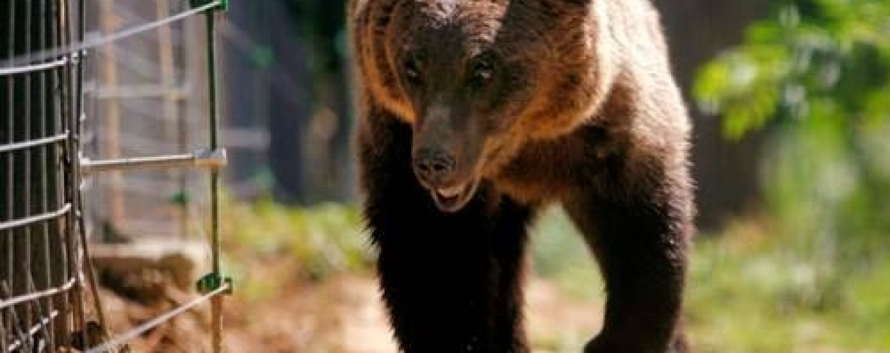 Dâmboviţa: Prezenţa unei ursoaice cu doi pui semnalată în Fieni, populaţia avertizată prin RO-Alert
